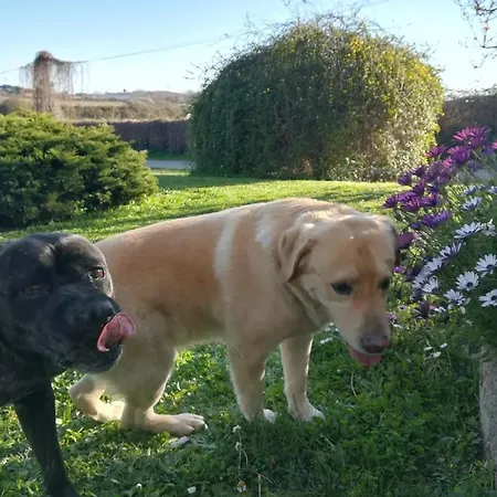 Frühstückspension Il Giardino Di Gust'e